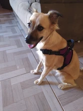 Adjustable Harness Pets-Accessories Dog-Vest Reflective-Dog Walk-Out Soft 