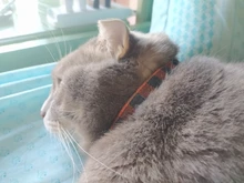 Collar de Gato con hebilla de seguridad para mascotas, Collar de gato a cuadros con campana ajustable, accesorios para cachorros y gatos