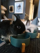 Ceramic Dog Bowl Pet Feeder Goods For Dogs Cats Puppy Food Water Container Storage Waterer