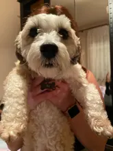 Pet-Id-Tag Pendant Pet-Accessories Puppy Engraved Keyring-Bone Personalized-Collar 