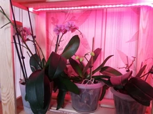 Phyto-Tape Flowers Seed-Plants Grow-Light Greenhouses Strip-0.5m USB Full-Spectrum 2835