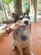 GIGWI Pet Toys G-Ball Series S/M/L Transparent Squeaky Interactive Ball Dog Toys Bite