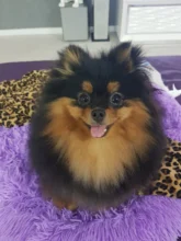 Pet-Comb Grooming Hair Dog-Brush Dirt-Cleaning Detangling Double-Sided Comfortable-Pin