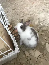 Wooden Hanging Exercise Chinchilla Pet Supplies Chew Toy Guinea Pigs For Hamster Rabbit