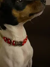 Collars-Tags Puppy-Dog-Collar Adjustable Personalized Medium Dogs Nylon Dot for Small