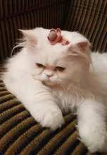 Bozal transpirable Para perros y gatos, mascarilla antimordeduras, máscara Para la boca Para gatitos y mascotas, bozal Para limpieza de baños de gatos, herramienta Para Gat