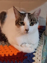 Anillos abiertos de dedo múltiple para mujer, cadena de eslabones estilo Punk, fiesta, concierto, ceremonia, regalo de joyería, venta al por mayor, 2020