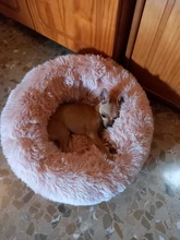 Cat Bed Bench Pet-Bed Chihuahua Kennel Dog-House Large-Mat Round Plush Long for Big Super-Soft