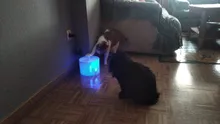Fuente de agua para perros o gatos, dispensador eléctrico-automático, silencioso, y con luz LED, alimentador USB, capacidad 2,4 L