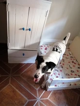 Ropa de perro de verano gran perro chaleco perro ropa camiseta sudadera chaleco para gatos mascota Camiseta de algodón ropa para perros mascotas ropa