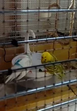 Water-Dispenser Fountain Cat-Drinking-Water Automatic New Intelligent Circulating