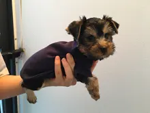 Ropa de perro de moda ropa de invierno para perros pequeños perros mediano chaqueta de abrigo Chihuahua ropa para mascotas para pequeño mediano perros Carlino