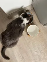 Cat-Bowl Product-Supplies Puppy-Feeder Pet-Food Dogs Ceramic Double And 