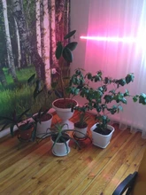 Phyto-Tape Flowers Seed-Plants Grow-Light Greenhouses Strip-0.5m USB Full-Spectrum 2835