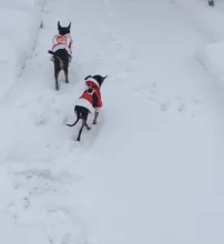 Costume Jackets Yorkie-Outfit Cat-Clothing Puppy Small Dogs Coat Hooded Pet-Dog Winter Dog