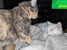 Collar de gato personalizado con estampado, Collar de gatito personalizado de liberación rápida con campana grabada, accesorios para gatos domésticos