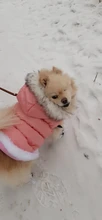 Dog Cat Winter Warm Coat Jacket Dress Pet Puppy Hoodie Winter Warm Clothes Apperal
