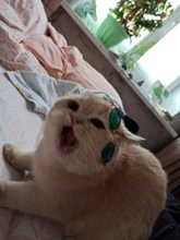 Productos para mascotas encantador redondo Vintage gato gafas de sol reflejo ojo gafas para perro pequeño gato accesorios fotos de mascotas accesorios