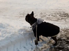 Jacket French Bulldog Dog Winter SUPREPET Coat Pet-Dog Dogs Large Cotton for Warm Perro