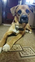 Petrainer-Collar de entrenamiento 853 para perros, colgante remoto antiladridos, descarga eléctrica a distancia, vibración, gran oferta