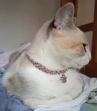 Collar con huellas de gato para hombre, Gargantilla con incrustaciones de diamante para perro, Collar elástico de Color variado para perro y gato, joyería