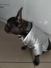 Coat Puppy Clothing Jacket Puppy-French-Bulldog Dogs Waterproof Chihuahua Winter Vest