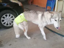 Pet-Physiological-Pants Underwear Diapers Dog Washable Female Short Puppy for Small Doggie