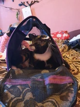 Bolsa de transporte portátil para perros y gatos, bolsa de malla transpirable para mascotas pequeñas, plegable, para tienda de viaje