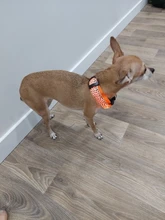 Neck-Belt Pet-Collar Led-Light Flashing Glowing Leopard Night-Safety Nylon Adjustable