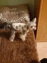 Clothing Puppy-Vest Dog-Coat Pet-Cat-Clothes French-Bulldog Small Dogs Chihuahua Winter