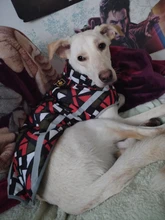 Dog Coat Dog-Jacket Labrador Reflective Large Breed Chihuahua Waterproof Winter Overalls