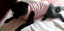 Ropa de perro para perros pequeños estampado bonito verano mascotas camiseta perro ropa chaleco para gatos mascota de algodón de T camisa Pug ropa trajes