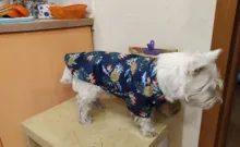 Ropa estampada de verano para mascotas, camisa de playa Floral, chaquetas, abrigo para cachorro de perro, disfraz de gato, ropa de primavera, trajes para mascotas