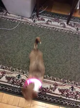 Collar con luces LED para perro, collar de luz recargable por USB, ideal para usar de noche al aire libre, accesorio de seguridad para mascota