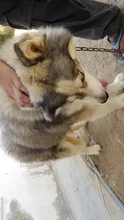 Peine de acero inoxidable para perros y mascotas, cepillo para quitar el pelo, herramienta de aseo para gatos, mango suave, accesorios para productos para mascotas #2