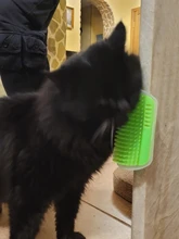 Hair-Removal-Brush-Comb Grooming-Tool Cat-Massage-Device Cats-Hair Self-Groomer Catnip