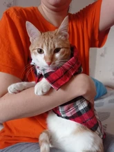 Dog-Shirts Dogs Plaid British-Style Cotton Medium Pet-Puppy Kevnicely for Small Cat Y024