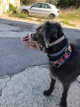 Bozal ajustable para perros de compañía, 7 tamaños, cesta de plástico resistente, diseño antimordedura, máscara bucal para perros y gatos 35, 1 Uds.