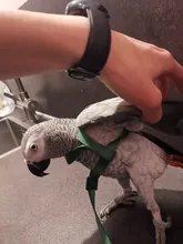 Arnés ajustable para pájaros y loros, correa de tracción, entrenamiento de mordida