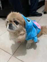 Jacket Hoodie Outfit Coat Animal-Costumes Pet Golden-Retriever Small Winter Large Medium