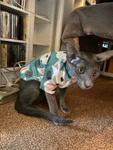 Cartoon Cat Hoodie Sweater Autumn Winter Pet Cat Clothes for Cats Katten Kedi Pullovers