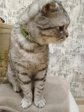 Anti-perdido personalizado Pet ID Tag perro Collar de identificación de mascotas nombre de gato para gato Collar de cachorro etiqueta colgante accesorios Collar mascotas