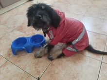 Ropas impermeables para perro para perros pequeños para abrigos lluvia chaqueta chubasquero de cachorro ropa para Chihuahua y Yorkshire productos para mascotas 30S2