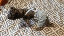Jeans Clothing Jacket Coat Dog-Costume Puppy Dogs Small Denim Pet Medium for Chihuahua