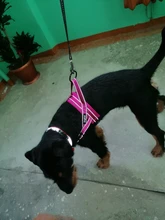 Arnés ajustable para perros medianos y grandes, chaleco reflectante de entrenamiento para caminar, sin tirones, para mascotas