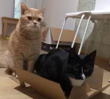 1.8L Cat Water Fountain Quiet Automatic Pet Water Dispenser For Cats Dogs Birds Electric