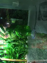 Cuenco de comida antiescape para reptiles, taza, Tortuga, lagarto, gusano, contenedor de comida vivo