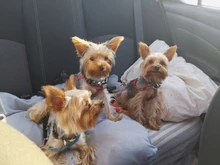 Cinturón de silla para perro y perro, cinturón de seguridad ajustable para mascotas, cinturones de seguridad de nailon elásticos y reflectantes