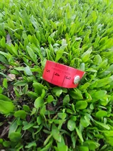 Regla de medición corporal de 1,5 m, cinta métrica de costura a medida, Mini regla plana suave, centímetro, cinta métrica de costura