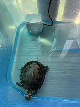 Turtle Tank FILTER-PUMP Waterfall-Maker Aquarium Tortoise Aquatic-Reptiles Quiet Low